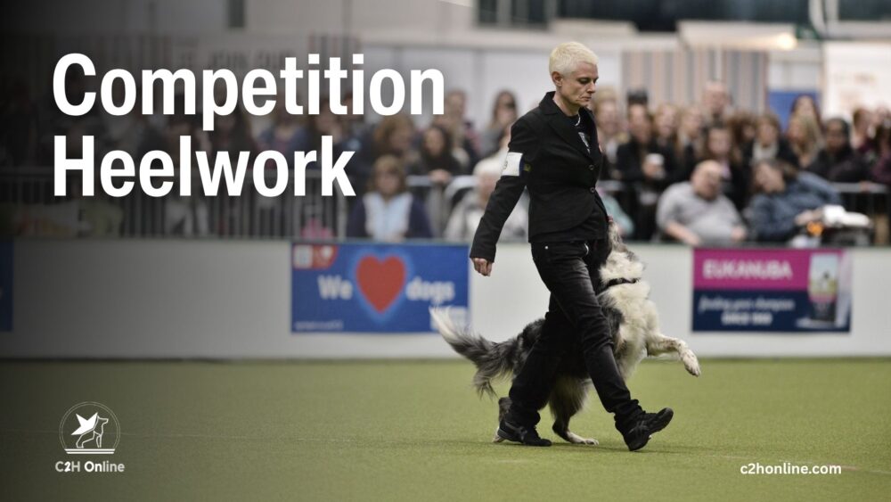 Competition Heelwork Course - Online dog training