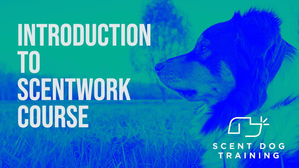 All Courses 19 Introduction to scent work front cover