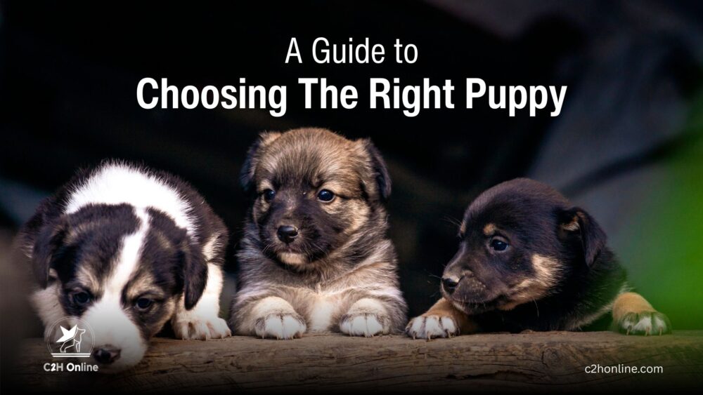 A Guide to Choosing the Right Puppy Thumbnails - Online dog training