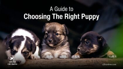 A Guide to Choosing the Right Puppy