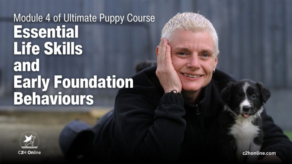 Esential Life Skills and Early Foundation Behaviours - Online dog training