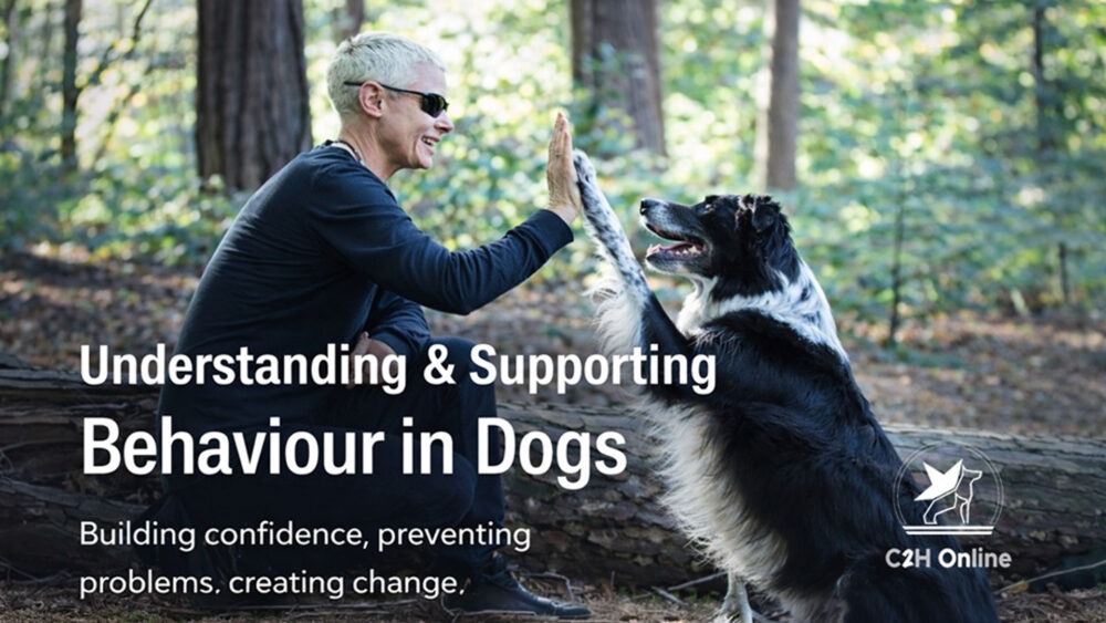 Understanding Supporting Behaviour in Dogs Course Thumbnail - Online dog training