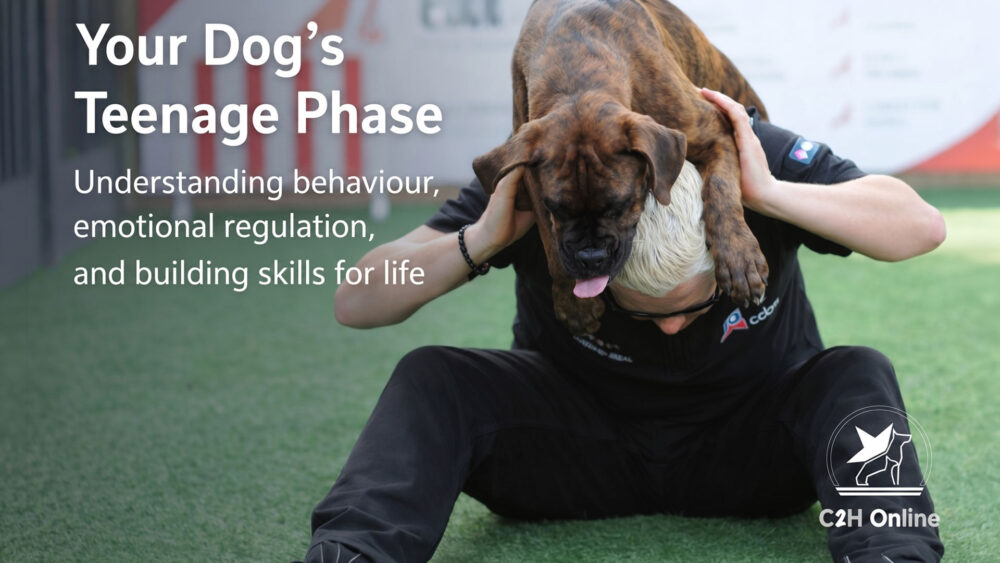 Your Dogs Teenage Phase Course Thumbnail ver1 - Online dog training