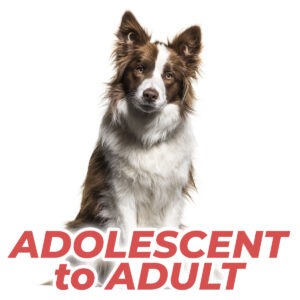 adolescent to adult courses category thumbnail - Online dog training