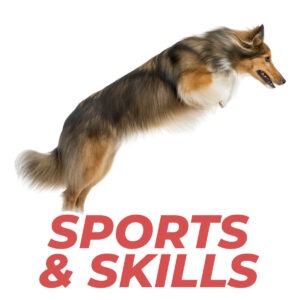 sports and skills courses category thumbnail - Online dog training